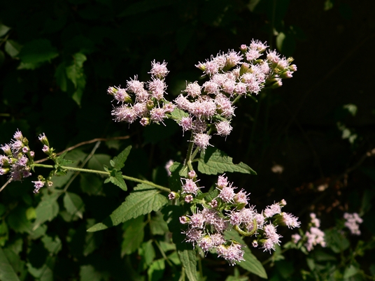 {Fleischmannia incarnata}